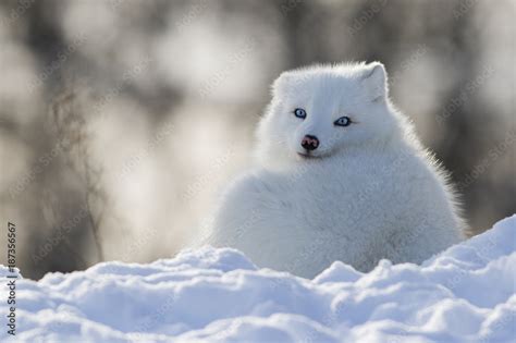 Arctic Fox With Blue Eyes