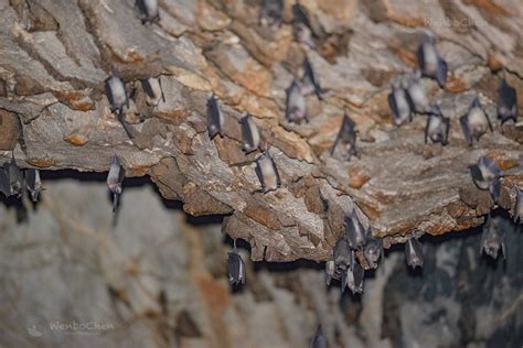 Inside of the bat cave. It's a dark world with its own ecosystem, full ...