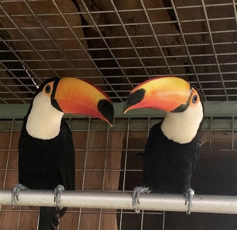 Toco Toucan for sale | Buy Baby Toco Toucan Online - Home Breed Birds