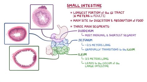 Ileum Histology Labeled Shop Wholesalers | deborahsilvermusic.com