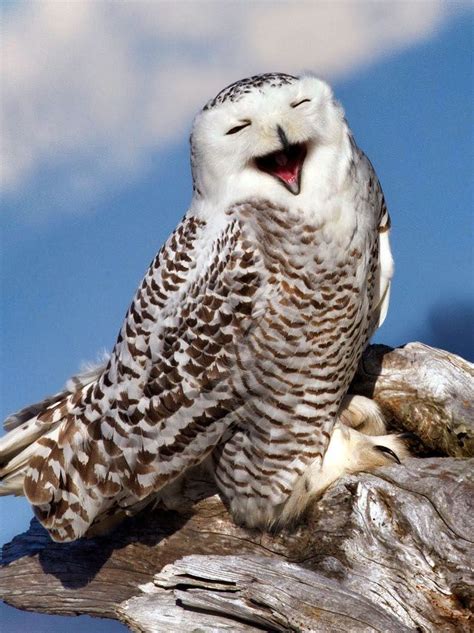 Smiling owl | Owl, Snowy owl, Birds