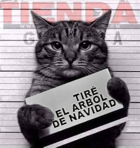 Memes de gatos y árboles de navidad – Memes graciosos 2021