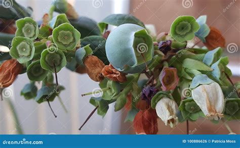 Blueberry in growth stock photo. Image of development - 100886626