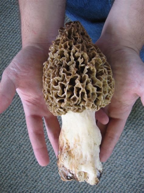 HootPoot's HobNob: It's Morel Season!