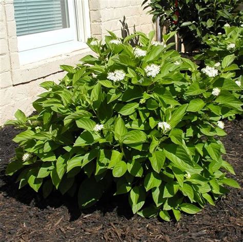 Dogwood | Morden Nurseries and Garden Center | Planting flowers, Dogwood shrub, Shrubs