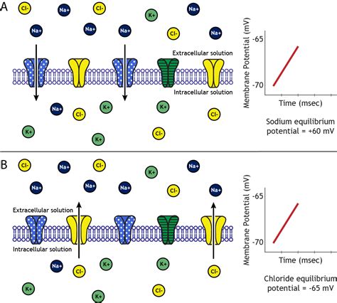 Membrane Potential – Foundations of Neuroscience