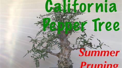 Bonsai - California Pepper Tree / Peppercorn tree Bonsai summer Pruning June 26 2019 - YouTube