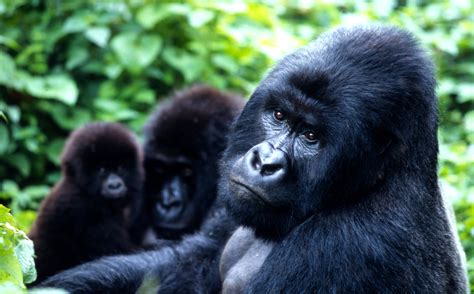 WWF - Mountain gorilla population grows