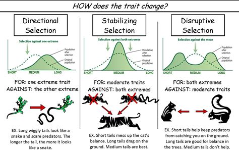 Disruptive Selection | Definition & Examples