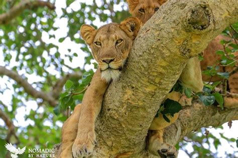 The Tree Lions of Ishasha • Nomadic by Nature