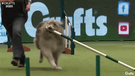 Hilarious Rescue Dog Steals the Show (and an Agility Pole) at Crufts