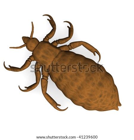 3d Render Of Louse Parasite Stock Photo 41239600 : Shutterstock