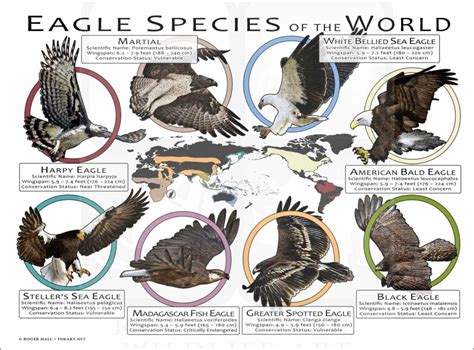 Eagle Species of the World Poster Print