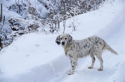 Dalmadoodle (Dalmatian & Poodle Mix): Info, Pictures, Characteristics & Facts | Hepper