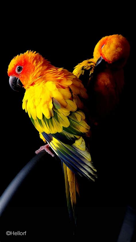 Mi Parrot, bird, HD phone wallpaper | Peakpx