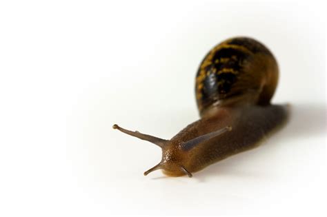 Land Snail Free Stock Photo - Public Domain Pictures