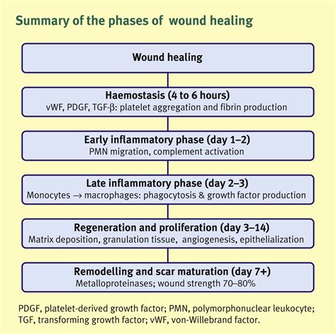 Surgical Wound Healing Stages