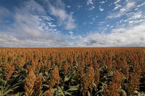 Sorghum Field Photograph by Scott Bean