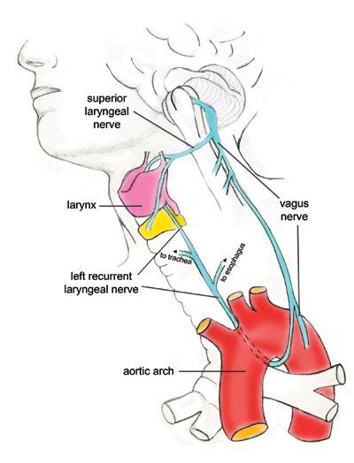 Recurrent Laryngeal Nerve