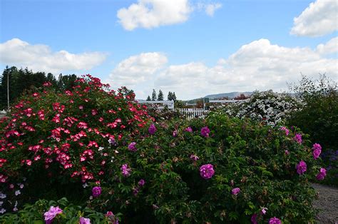 Heirloom Roses (St. Paul, Oregon)