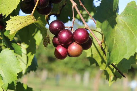 Muscadine Juice Wine Recipe | Dandk Organizer