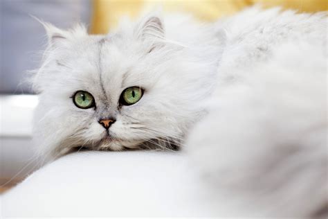 14 Top Cat Breeds from Asia