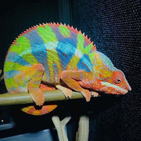 Yellow Body Blue Bar Ambilobe Panther – V Reptiles