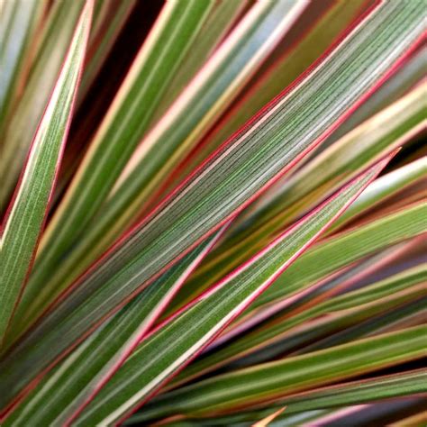 Dracaena marginata bicolor, the dragon plant variety that defines elegance