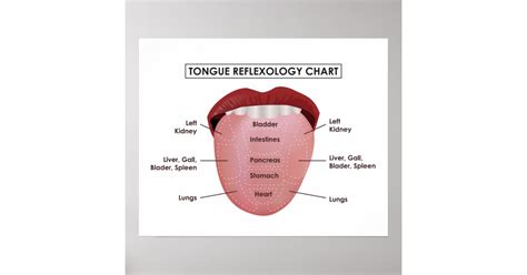 20" x 16", Tongue Reflexology Chart (Matte) | Zazzle