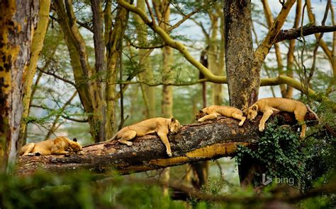 Fondos de pantalla : bosque, Animales, naturaleza, rama, león, fauna silvestre, desierto, selva ...