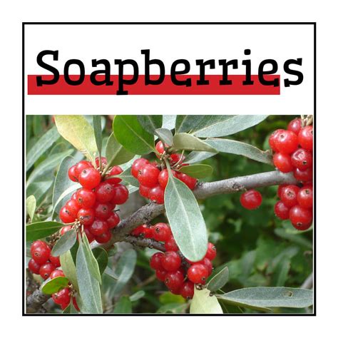 Soapberry – Wild Feast