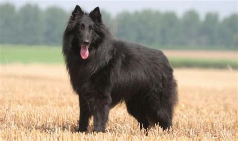 10 Things You Didn't Know About the Belgian Shepherd Groenendael