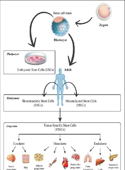 Stem cell lineages. Stem cells are classified into three main types:... | Download Scientific ...