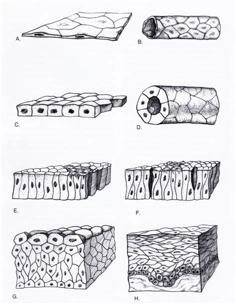 BIOAP 1100 epithelial tissue Diagram | Quizlet