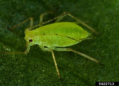 green peach aphid (Myzus persicae)