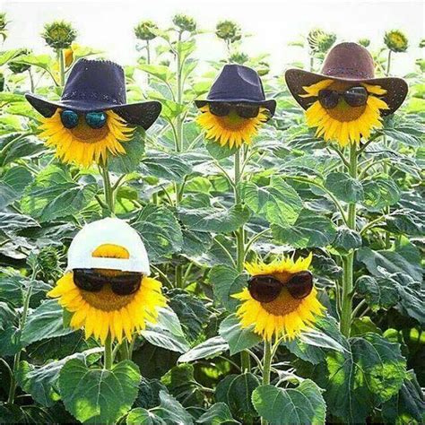 Sunflowers Memes - Imgflip