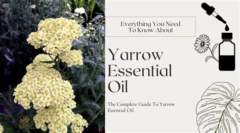 Top 24 Health Benefits Of Yarrow Essential Oil ⚗️