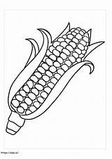 Indian Corn coloring Page sketch template