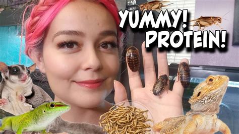 Complete Guide to Feeder Insects | How To Feed Bugs to Your Pets - YouTube