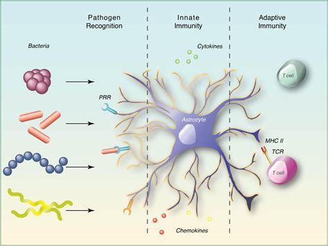 Frontiers | Immunity Against Bacterial Infection of the Central Nervous System: An Astrocyte ...