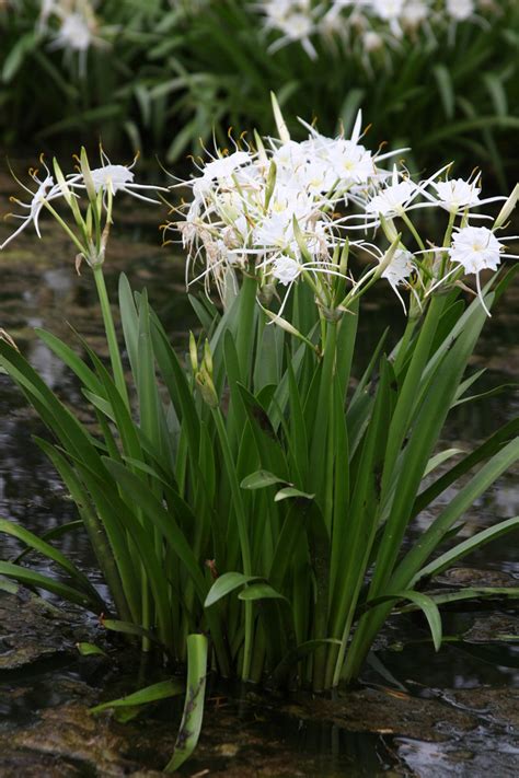 Texas Spider Lily, White Spider Lily, or Marsh Lily