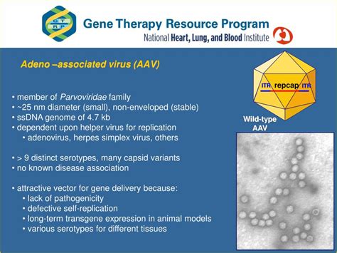 PPT - Adeno -associated Virus Vectors to Support Clinical Studies J . Fraser Wright, Ph.D ...