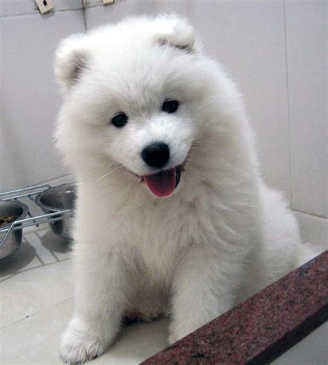 Samoyed puppy photo and wallpaper. Beautiful Samoyed puppy pictures