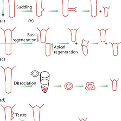 (PDF) Regeneration in Hydra