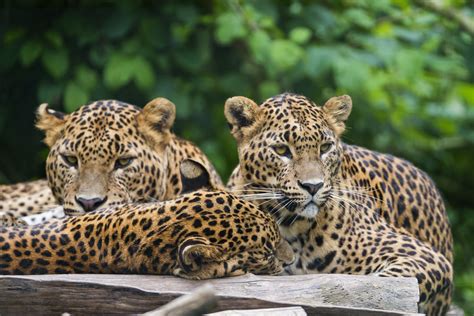 Wildlife wanderings: On the trail of Sri Lanka’s illusive leopard - BIRD Luxury Travel PR