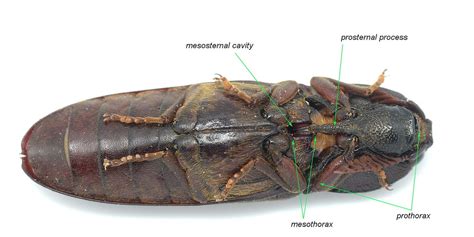 Elateridae - Click Beetles - Mark Newton