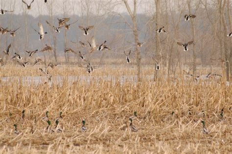 Tips for Hunting Gray Ducks (Gadwall Ducks) | DuckHuntingMissouri.com