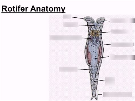 Rotifer Anatomy - Anatomical Charts & Posters