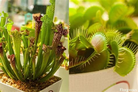 Growing and Caring for Carnivorous Plants | Florgeous