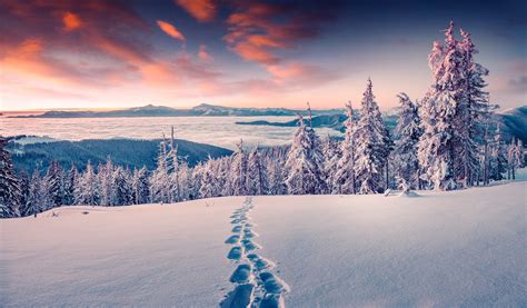 Download Cloud Snow Fog Forest Landscape Nature Winter HD Wallpaper